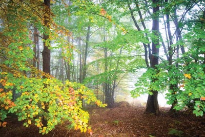 Fall by Philippe Manguin canvas print