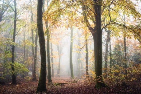 Mist & Fog: Fall Mood by Philippe Manguin