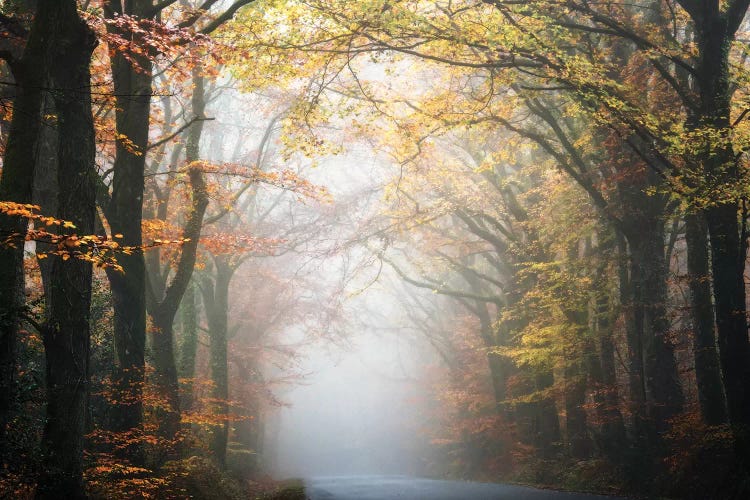 Forest By The Road