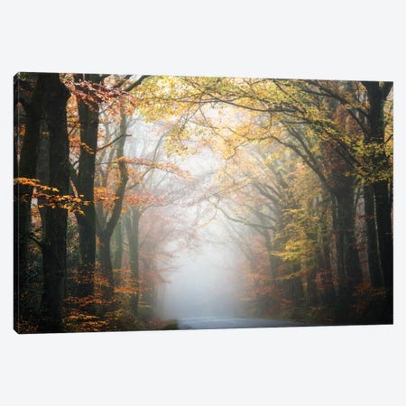Forest By The Road Canvas Print #PHM78} by Philippe Manguin Canvas Art