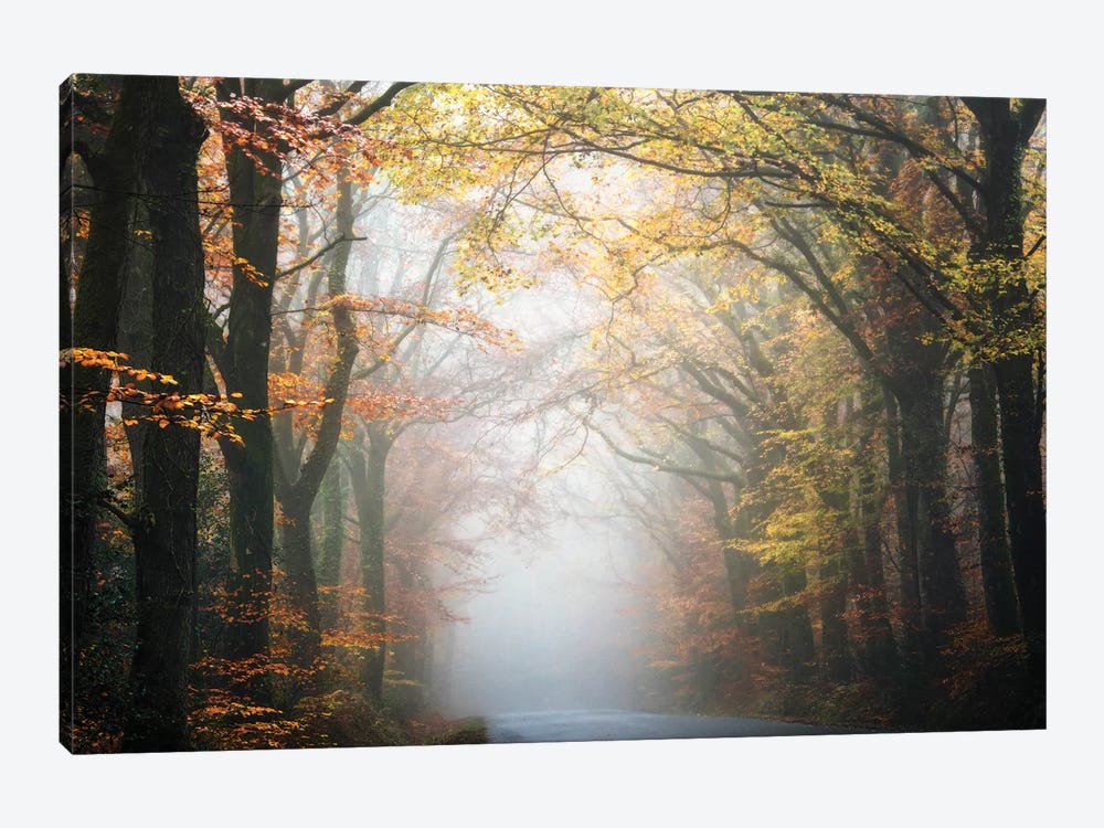 Forest By The Road by Philippe Manguin 1-piece Canvas Print