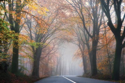 Forest Mood By The Road by Philippe Manguin canvas print