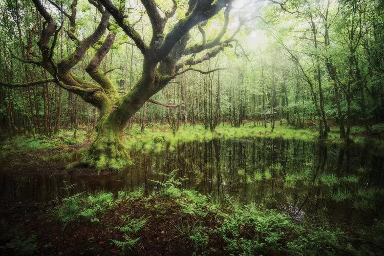 Ancient Forest Oak