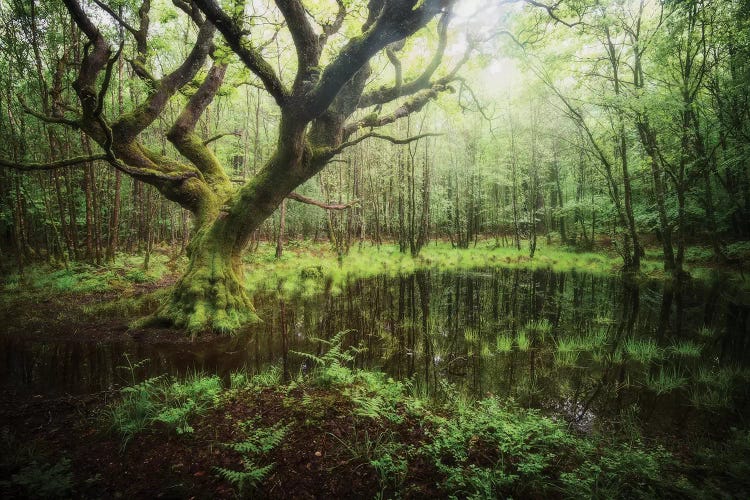 Ancient Forest Oak by Philippe Manguin wall art