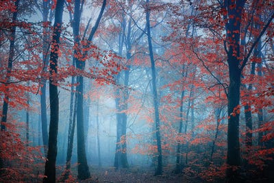 Another World by Philippe Manguin canvas print