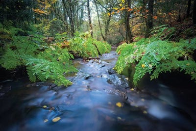 Forest River by Philippe Manguin canvas print