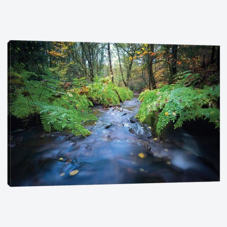 Forest River Canvas Print #PHM80} by Philippe Manguin Canvas Print