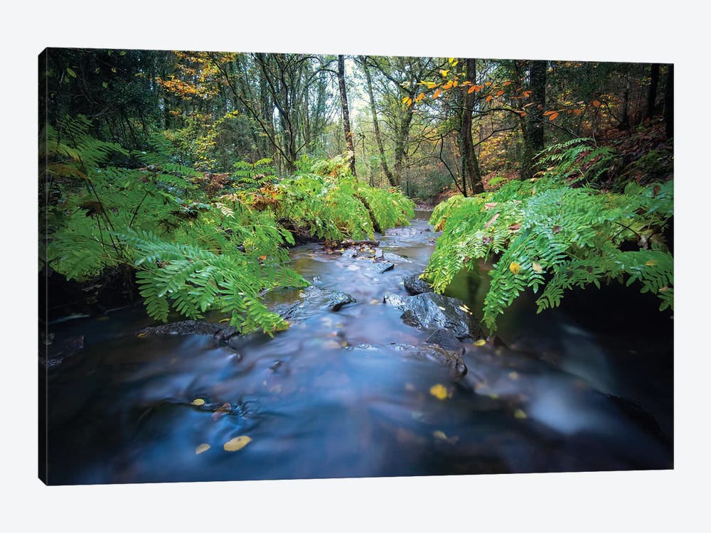 Forest River by Philippe Manguin 1-piece Canvas Wall Art