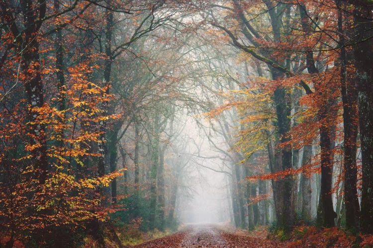 Forest Walk At Fall