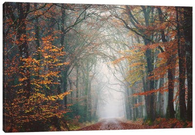 Forest Walk At Fall Canvas Art Print - Mist & Fog Art