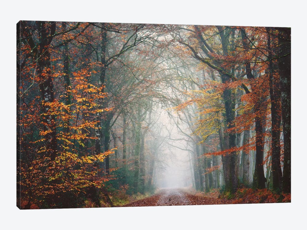 Forest Walk At Fall by Philippe Manguin 1-piece Canvas Art Print