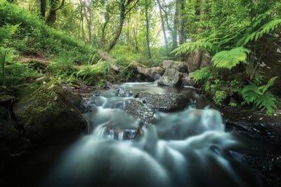 Fresh Forest by Philippe Manguin canvas print
