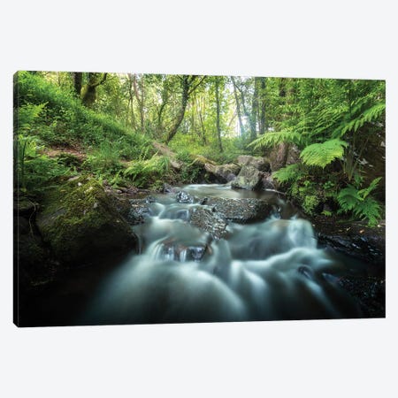 Fresh Forest Canvas Print #PHM85} by Philippe Manguin Canvas Art