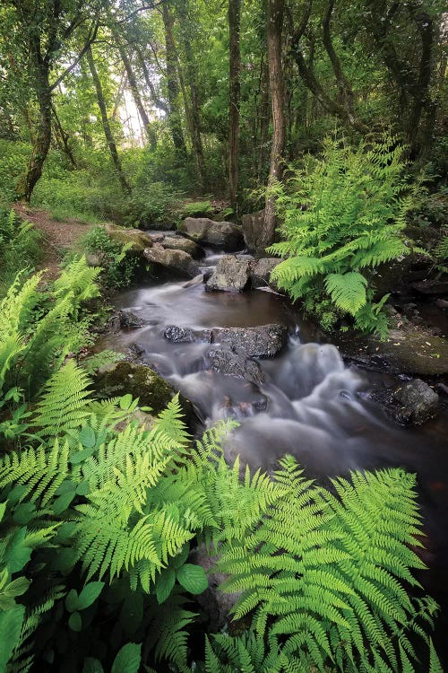 Fresh River by Philippe Manguin wall art
