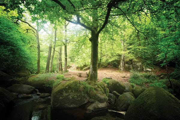 Brittany: Huelgoat Forest Bretagne by Philippe Manguin