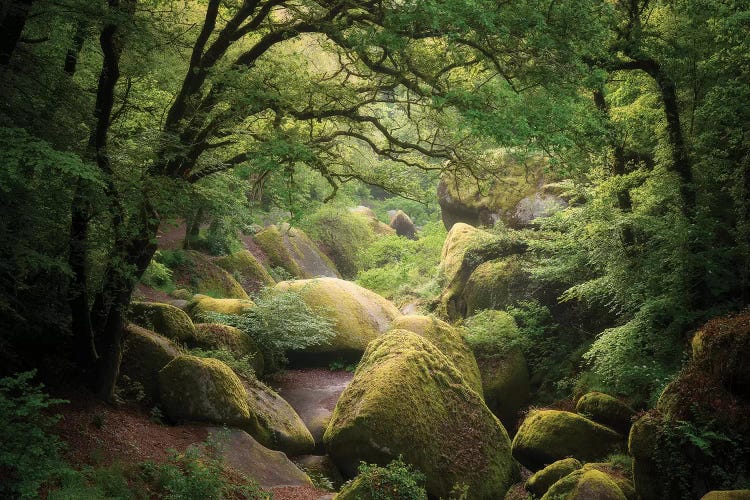 Huelgoat Forest In Brittany