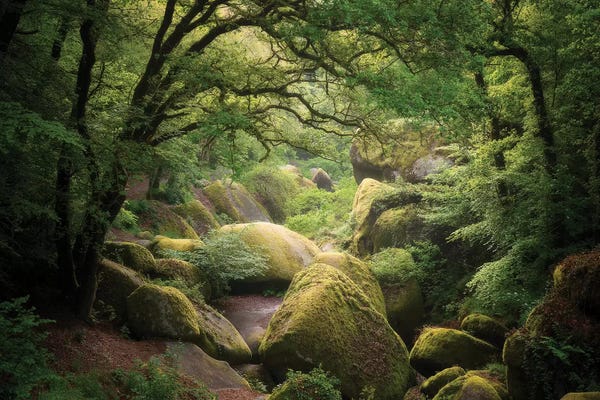 Huelgoat Forest In Brittany