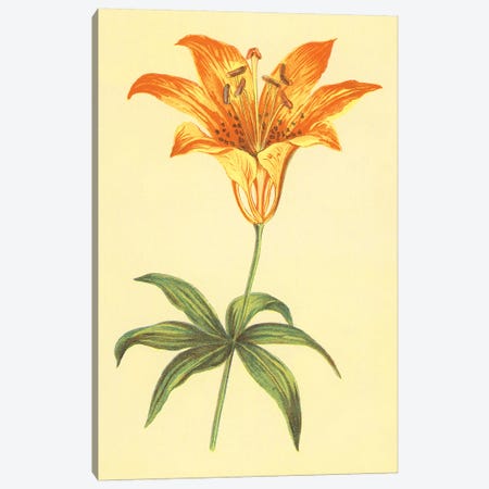 Wild Orange Lily Canvas Print #PIC105} by PI Collection Canvas Art Print