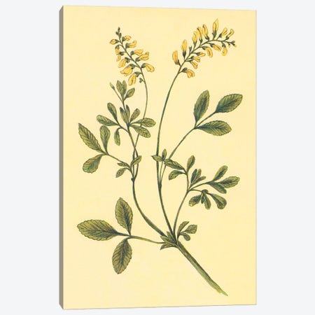 Yellow Melilot And Sweet Clover Canvas Print #PIC107} by PI Collection Art Print