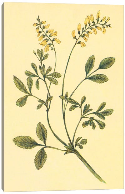 Yellow Melilot And Sweet Clover Canvas Art Print