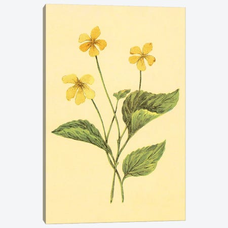 Yellow Violet Canvas Print #PIC108} by PI Collection Canvas Wall Art