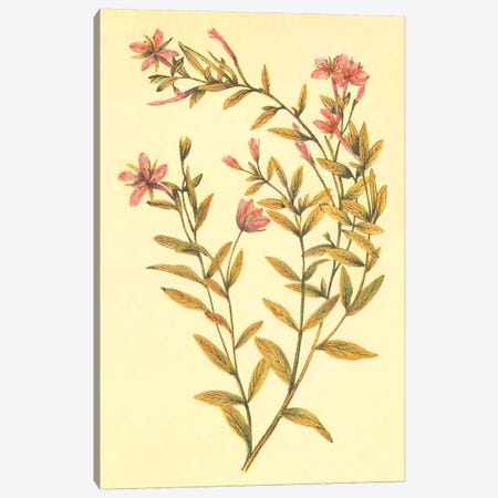 Broad Leaved Fireweed Canvas Print #PIC11} by PI Collection Canvas Art Print