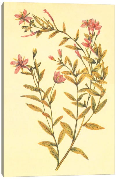 Broad Leaved Fireweed Canvas Art Print