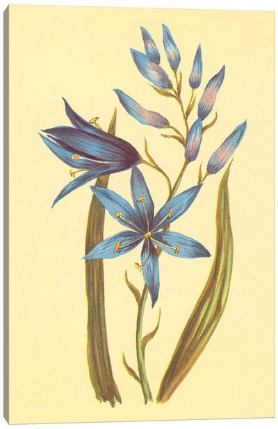 Camass And Wild Hyacinth Canvas Art Print