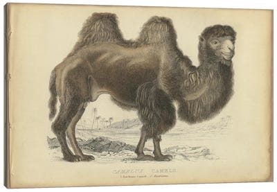 Camel Bactrian Canvas Art Print