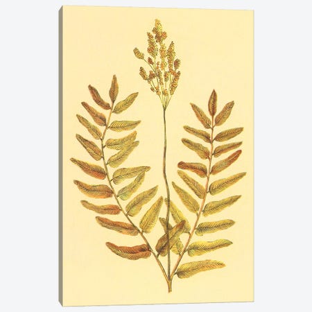 Flowering Fern Canvas Print #PIC39} by PI Collection Canvas Art Print