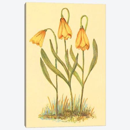 Fritillary Canvas Print #PIC42} by PI Collection Canvas Artwork