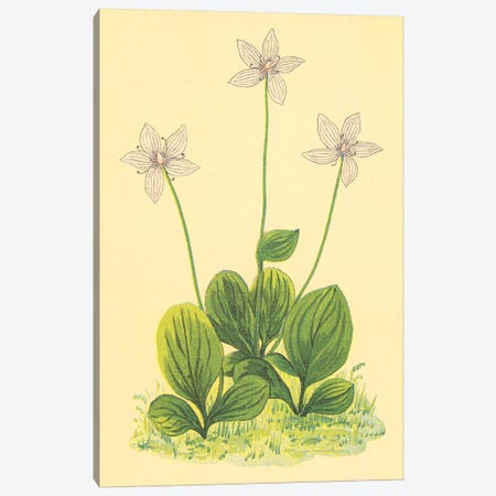 Grass Of Parnassus Canvas Print #PIC43} by PI Collection Canvas Wall Art