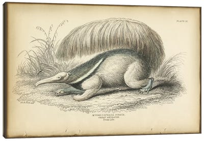 Great Anteater Canvas Art Print