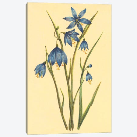 Large Flowered Blue Eyed Grass Canvas Print #PIC56} by PI Collection Canvas Art
