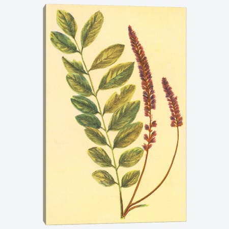 Lead Plant Canvas Print #PIC59} by PI Collection Canvas Print