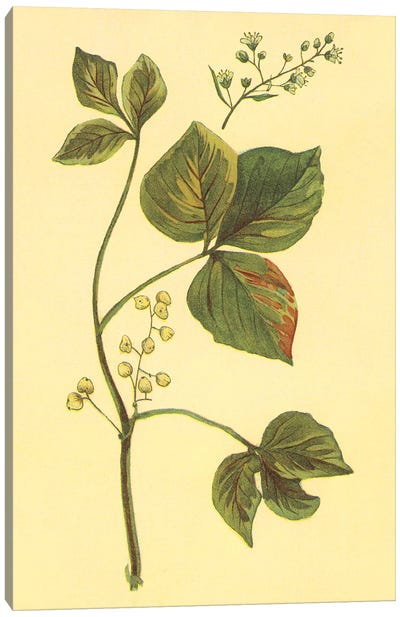 Poison Ivy And Poison Oak Canvas Art Print