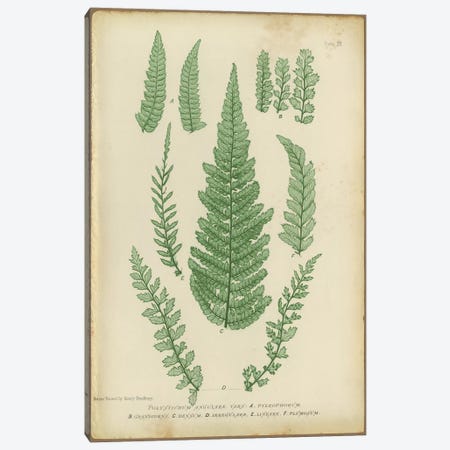 Polystichum Fern Canvas Print #PIC73} by PI Collection Canvas Print