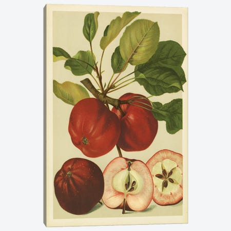 Red Veli Apples Canvas Print #PIC76} by PI Collection Canvas Wall Art