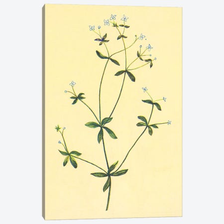 Sweet Scented Bedstraw Canvas Print #PIC93} by PI Collection Canvas Print