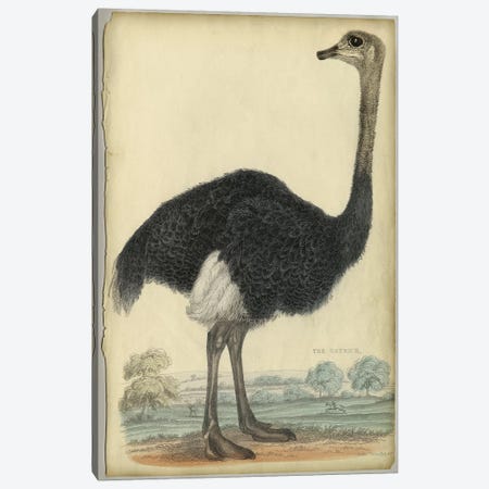 The Ostrich Canvas Print #PIC94} by PI Collection Canvas Artwork