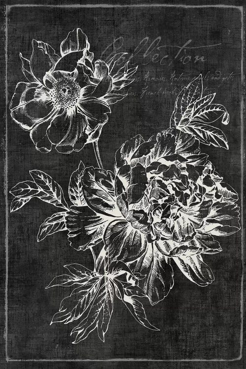 Black Botanical I by PI Galerie wall art