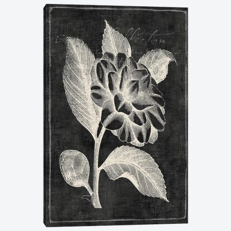 Black Botanical II Canvas Print #PIG18} by PI Galerie Canvas Art Print