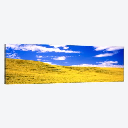 Canola Fields, Washington State, USA Canvas Print #PIM1001} by Panoramic Images Canvas Print