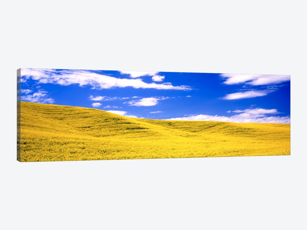 Canola Fields, Washington State, USA by Panoramic Images 1-piece Art Print