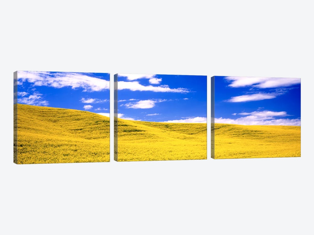 Canola Fields, Washington State, USA by Panoramic Images 3-piece Canvas Print
