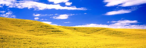 Canola Fields, Washington State, USA