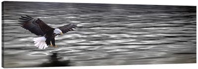 Eagle over water Canvas Art Print - Panoramic Photography