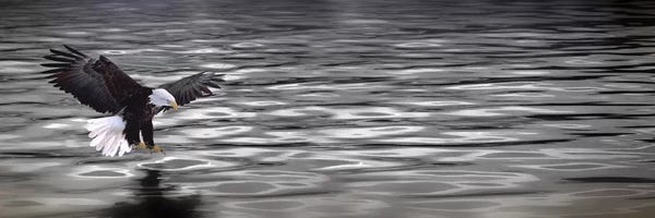 Black & White: Eagle over water by Panoramic Images