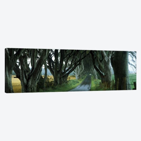 The Dark Hedges, Armoy, County Antrim, Northern Ireland, United Kingdom Canvas Print #PIM10066} by Panoramic Images Art Print