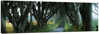 The Dark Hedges, Armoy, County Antrim, Northern Ireland, United Kingdom Canvas Art Print - Northern Ireland